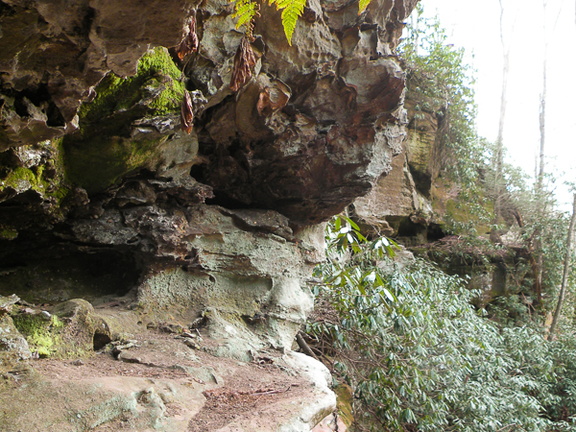Ferns on Cliff